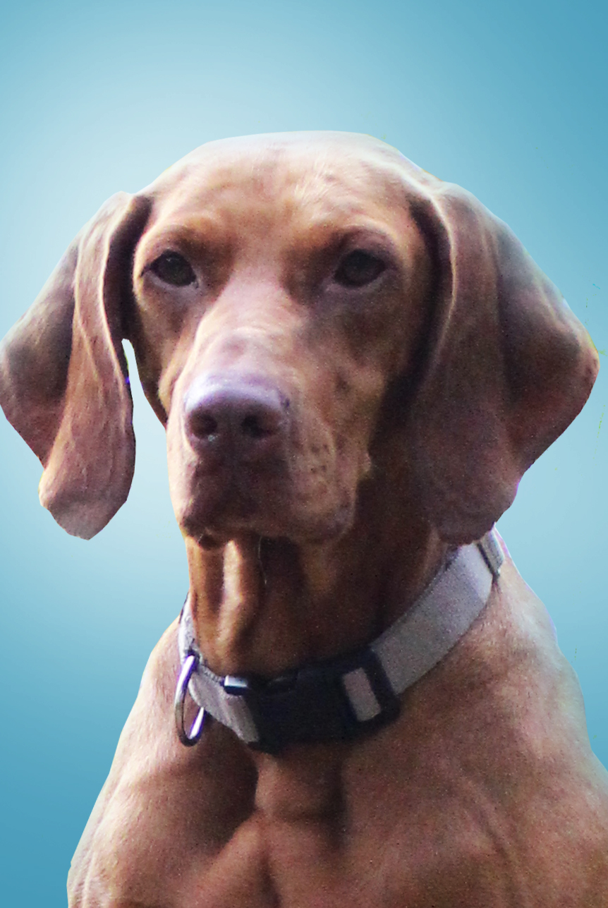Loki